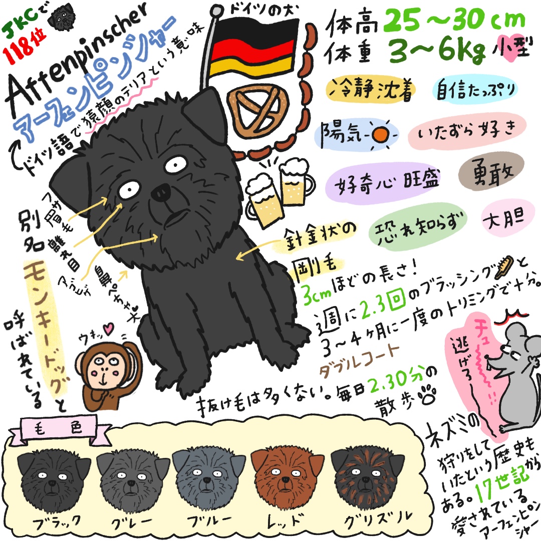 アーフェンピンシャーについて