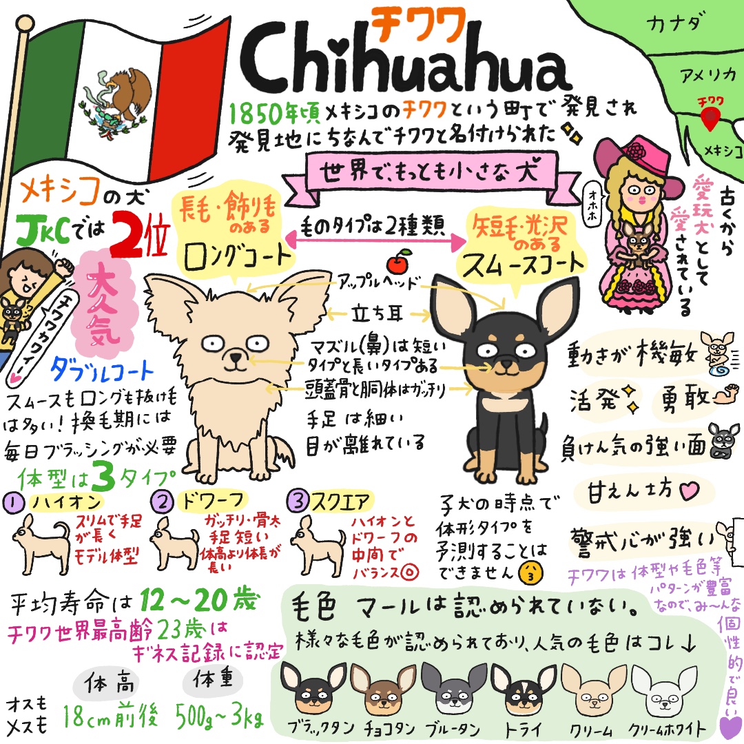 チワワのイラスト