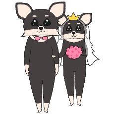 チワワが結婚したイラスト