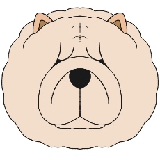 チャウチャウのアイコン(クリーム)