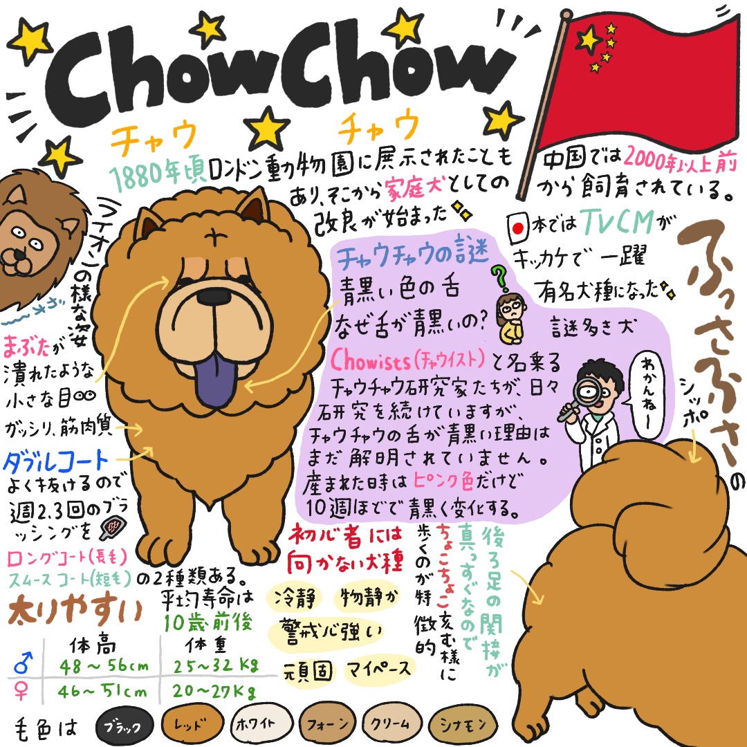 チャウチャウのイラスト