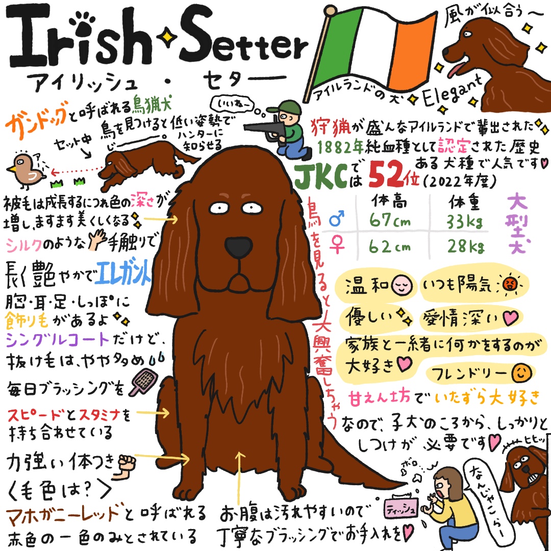 アイリッシュ・セター