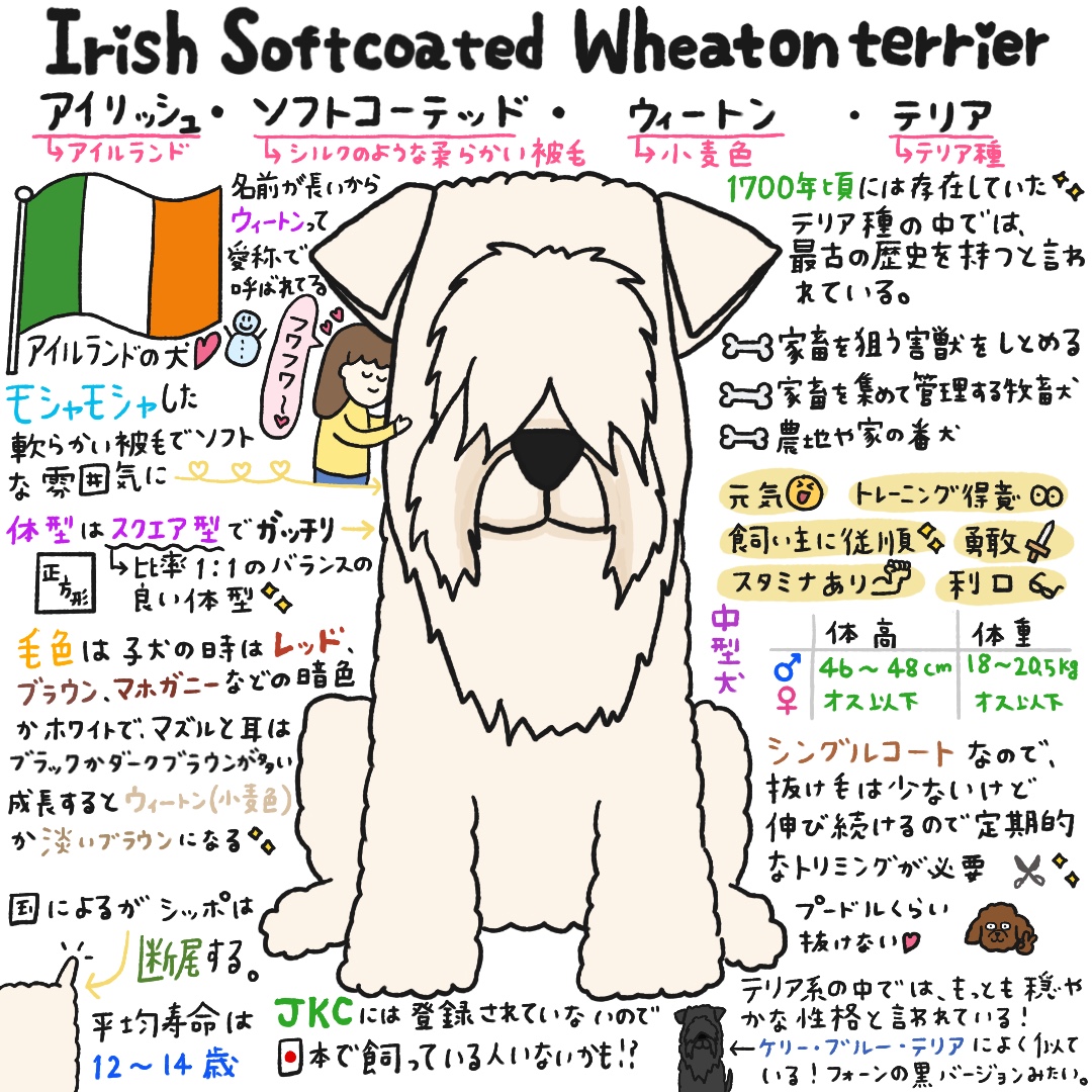 アイリッシュ・ソフトコーテッド・ウィートン・テリアのイラスト