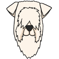 アイリッシュ・ソフトコーテッド・ウィートン・テリア