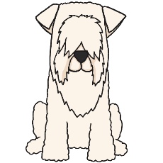 アイリッシュ・ソフトコーテッド・ウィートン・テリアがお座りするイラスト