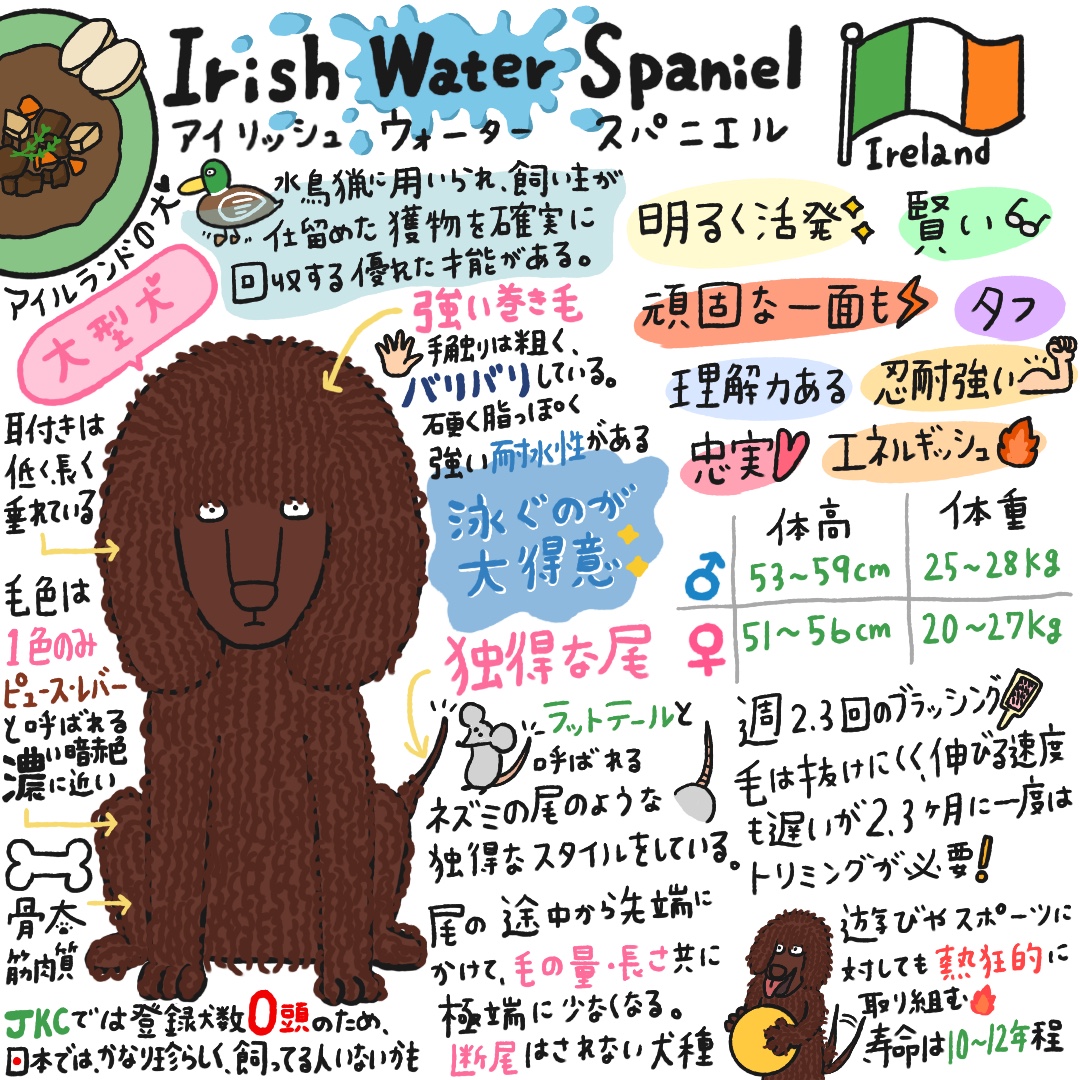 アイリッシュ・ウォーター・スパニエルのイラスト