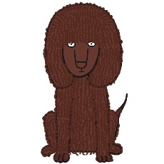 アイリッシュ・ウォーター・スパニエルがお座りするイラスト