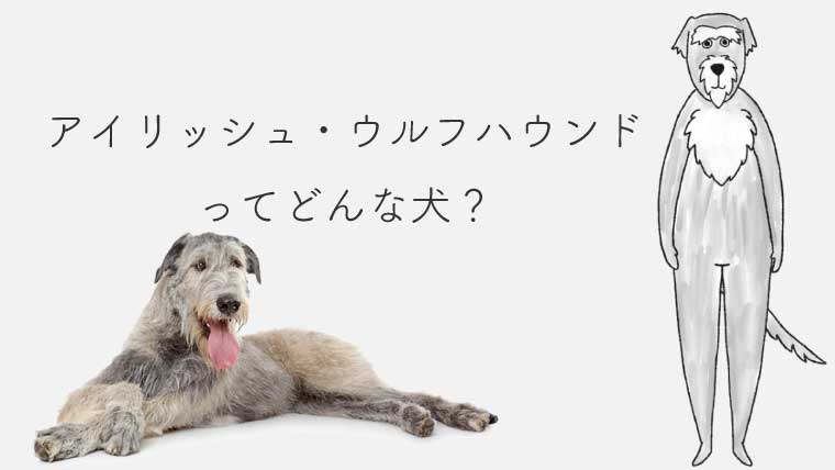 アイリッシュ・ウルフハウンドってどんな犬？