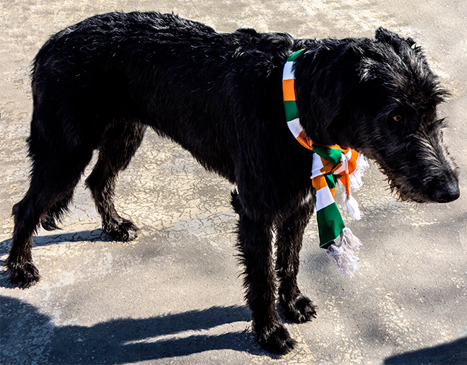 アイリッシュ・ウルフハウンドのブラック