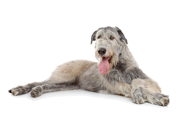 アイリッシュ・ウルフハウンドのブリンドル