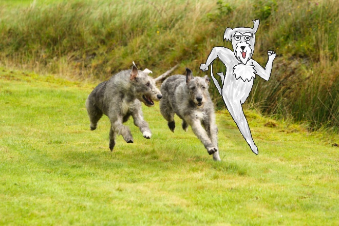 アイリッシュ・ウルフハウンドってどんな犬？まとめ