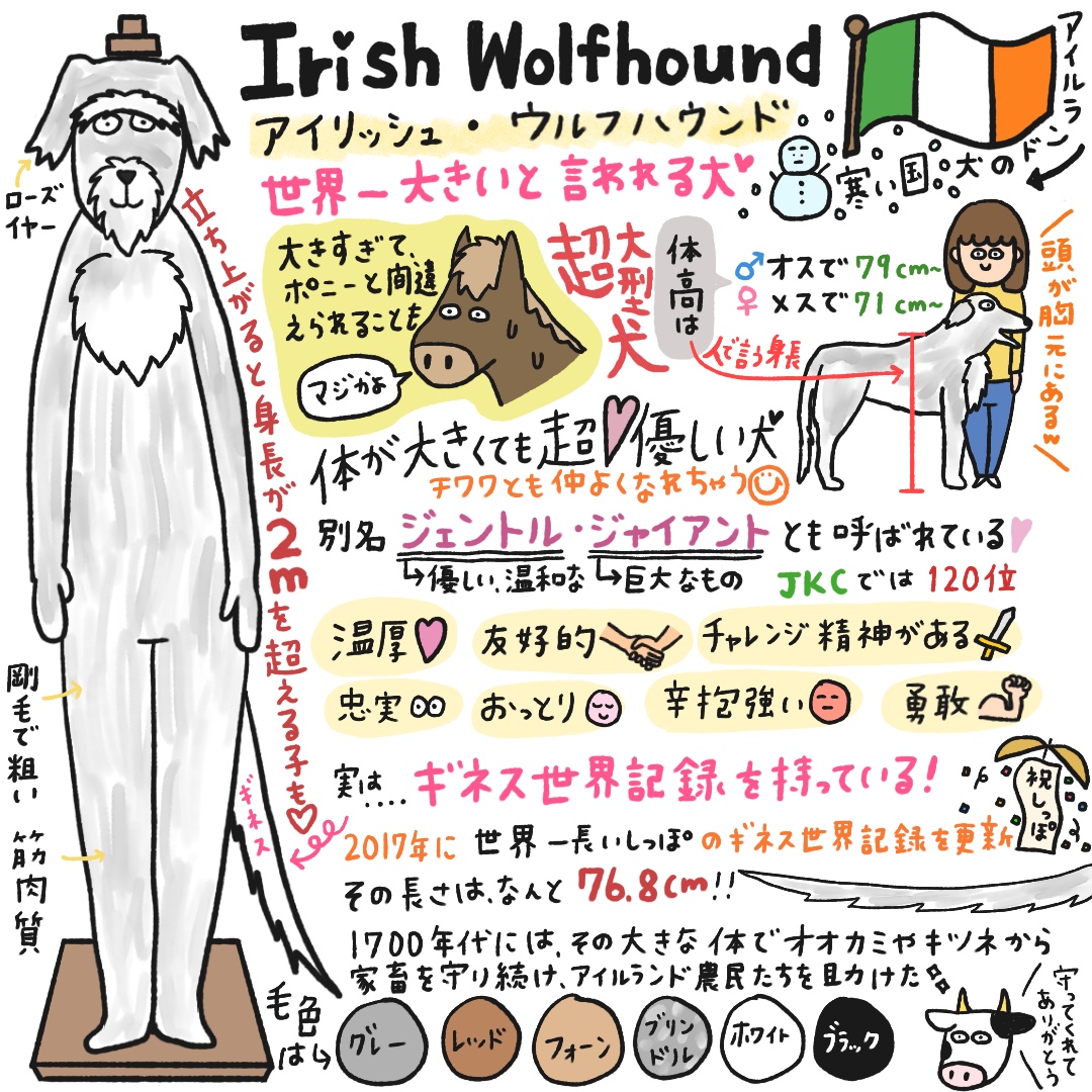 アイリッシュ・ウルフハウンド