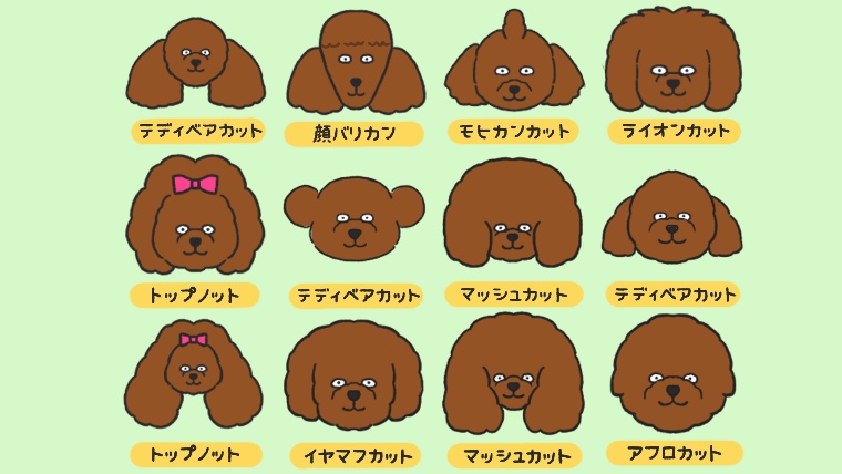 プードルカットの種類と名前！人気のスタイルはどれ？