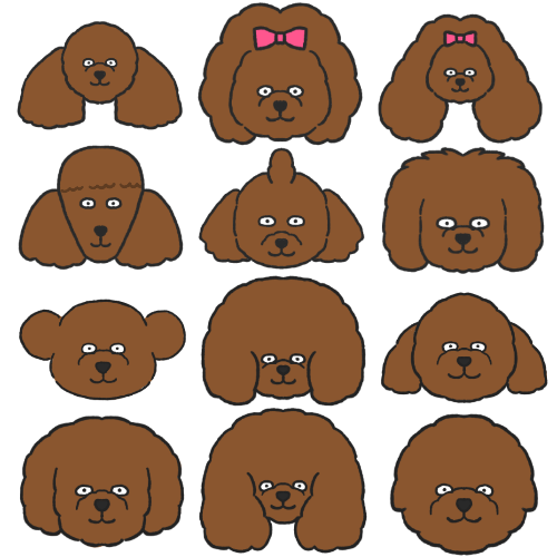 プードルカットの種類と名前！人気のスタイルはどれ？