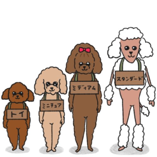 プードルの種類をサイズ別に比較！それぞれの違いは？