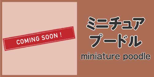 ミニチュア・プードル