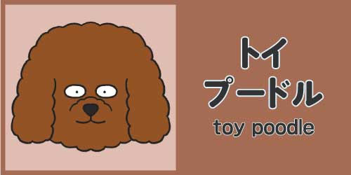トイ・プードル