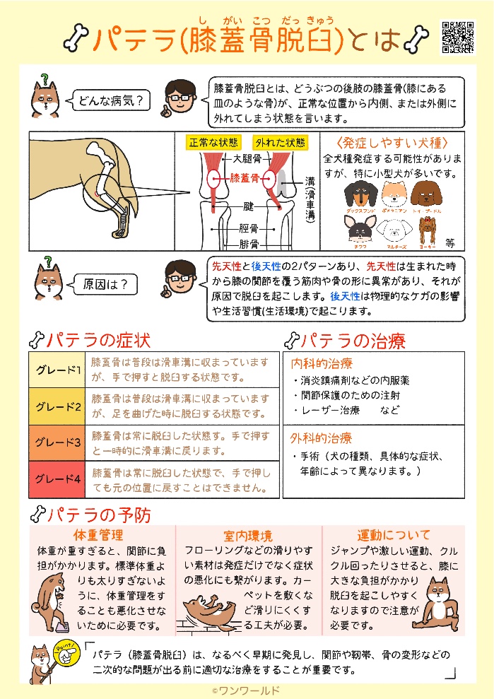 パテラ(膝蓋骨脱臼)の説明